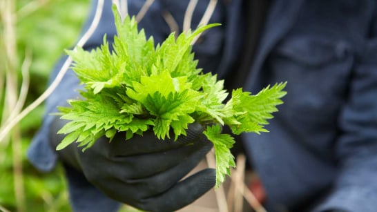 Stinging Nettle Leaf
